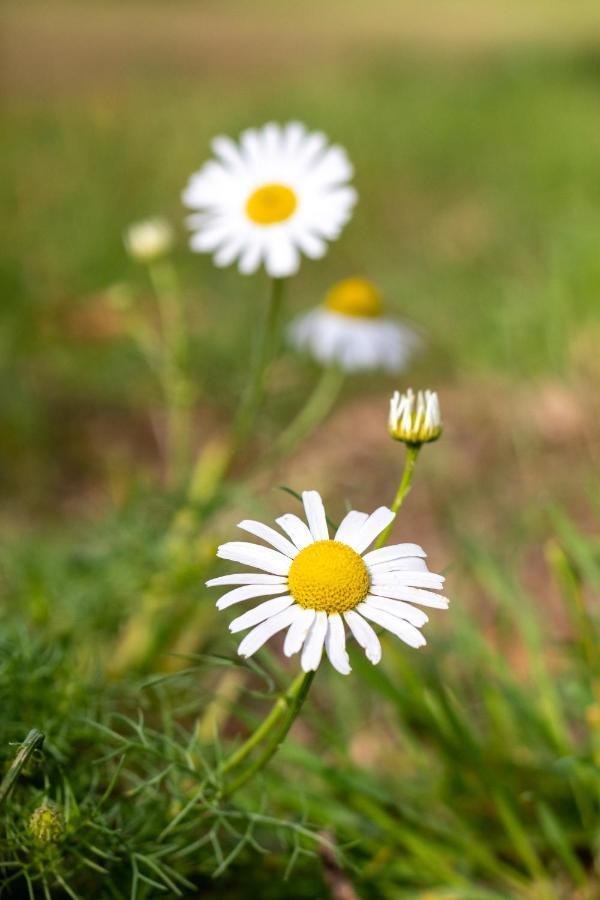 Farma Slunečný Dvůr Heřmanův Městec Exteriér fotografie