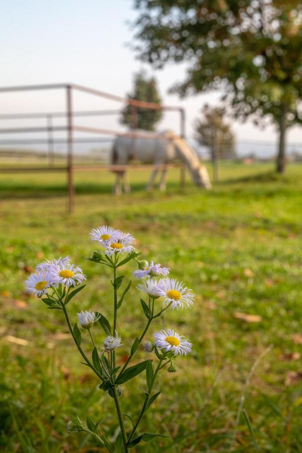 Farma Slunečný Dvůr Heřmanův Městec Exteriér fotografie